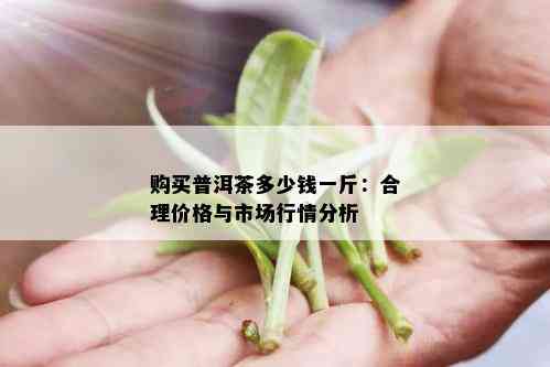 购买普洱茶多少钱一斤：合理价格与市场行情分析