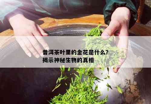 普洱茶叶里的金花是什么？揭示神秘生物的真相