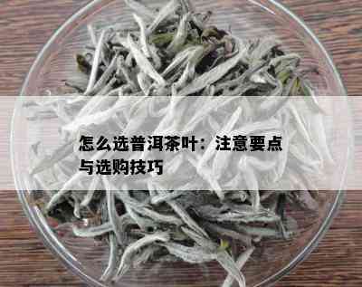 怎么选普洱茶叶：注意要点与选购技巧