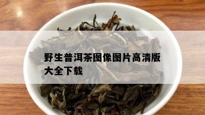 野生普洱茶图像图片高清版大全下载