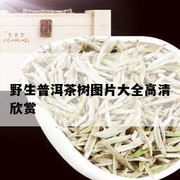 野生普洱茶树图片大全高清欣赏