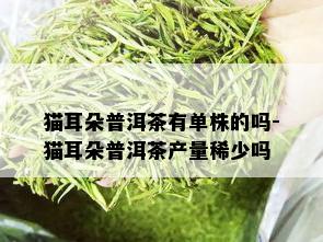 猫耳朵普洱茶有单株的吗-猫耳朵普洱茶产量稀少吗