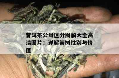 普洱茶公母区分图解大全高清图片：详解茶树性别与价值