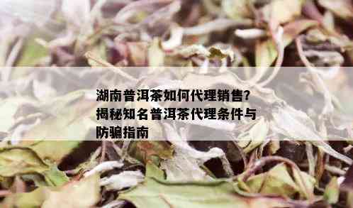 湖南普洱茶如何代理销售？揭秘知名普洱茶代理条件与防骗指南