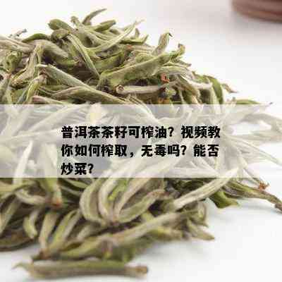 普洱茶茶籽可榨油？视频教你如何榨取，无吗？能否炒菜？