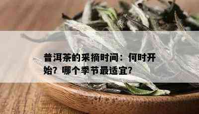 普洱茶的采摘时间：何时开始？哪个季节最适宜？