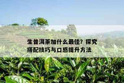 生普洱茶加什么更佳？探究搭配技巧与口感提升方法