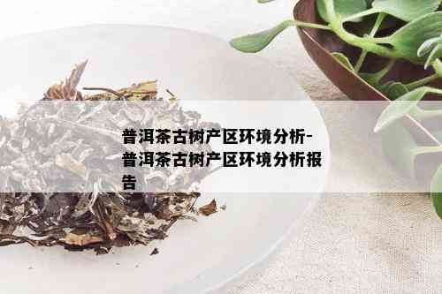 普洱茶古树产区环境分析-普洱茶古树产区环境分析报告