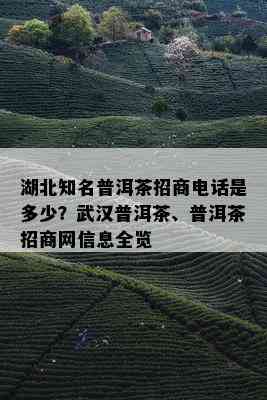 湖北知名普洱茶招商电话是多少？武汉普洱茶、普洱茶招商网信息全览