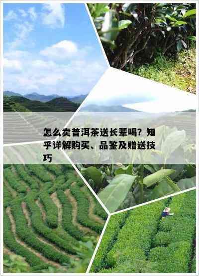 怎么卖普洱茶送长辈喝？知乎详解购买、品鉴及赠送技巧