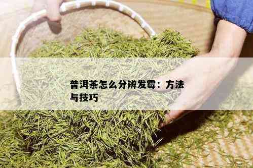 普洱茶怎么分辨发霉：方法与技巧