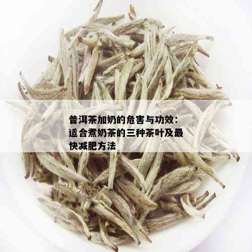 普洱茶加奶的危害与功效：适合煮奶茶的三种茶叶及最快减肥方法