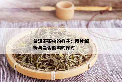 普洱茶茶虫的样子：图片解析与是否能喝的探讨