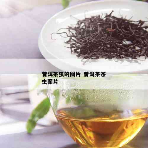 普洱茶虫的图片-普洱茶茶虫图片