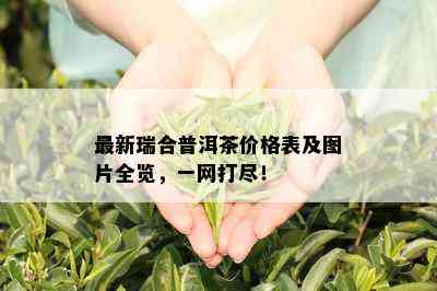 最新瑞合普洱茶价格表及图片全览，一网打尽！