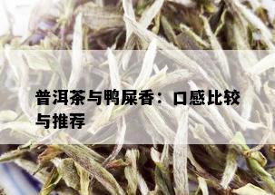 普洱茶与鸭屎香：口感比较与推荐