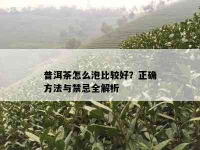 普洱茶怎么泡比较好？正确方法与禁忌全解析