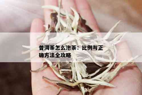 普洱茶怎么泡茶：比例与正确方法全攻略