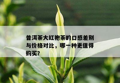 普洱茶大红袍茶的口感差别与价格对比，哪一种更值得购买？