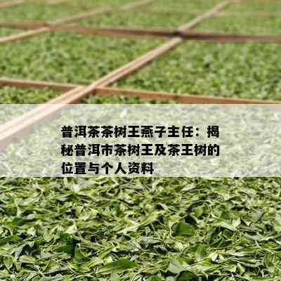 普洱茶茶树王燕子主任：揭秘普洱市茶树王及茶王树的位置与个人资料