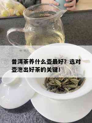 普洱茶养什么壶更好？选对壶泡出好茶的关键！