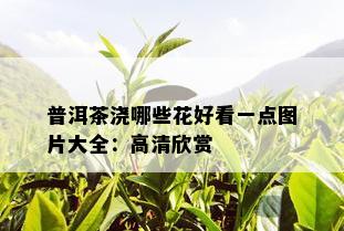 普洱茶浇哪些花好看一点图片大全：高清欣赏