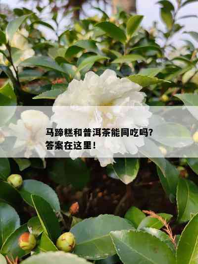 马蹄糕和普洱茶能同吃吗？答案在这里！