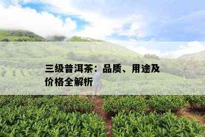 三级普洱茶：品质、用途及价格全解析