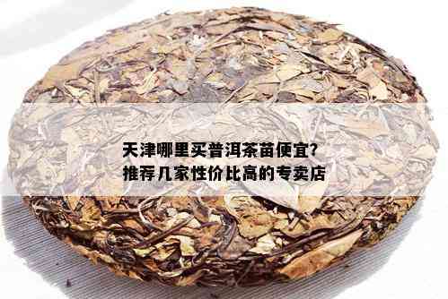 天津哪里买普洱茶苗便宜？推荐几家性价比高的专卖店