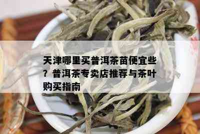 天津哪里买普洱茶苗便宜些？普洱茶专卖店推荐与茶叶购买指南