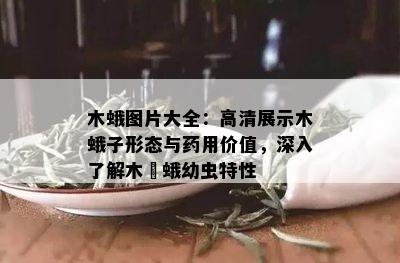 木蛾图片大全：高清展示木蛾子形态与药用价值，深入了解木蠧蛾幼虫特性