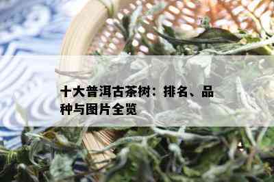 十大普洱古茶树：排名、品种与图片全览