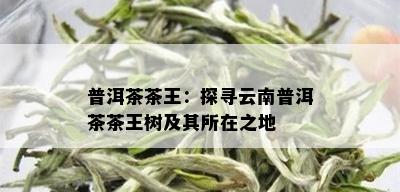 普洱茶茶王：探寻云南普洱茶茶王树及其所在之地