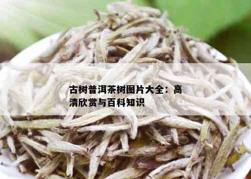 古树普洱茶树图片大全：高清欣赏与百科知识