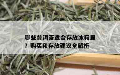 哪些普洱茶适合存放冰箱里？购买和存放建议全解析