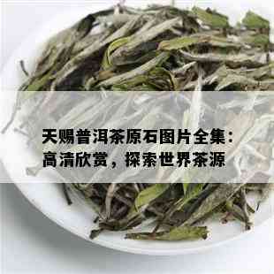 天赐普洱茶原石图片全集：高清欣赏，探索世界茶源