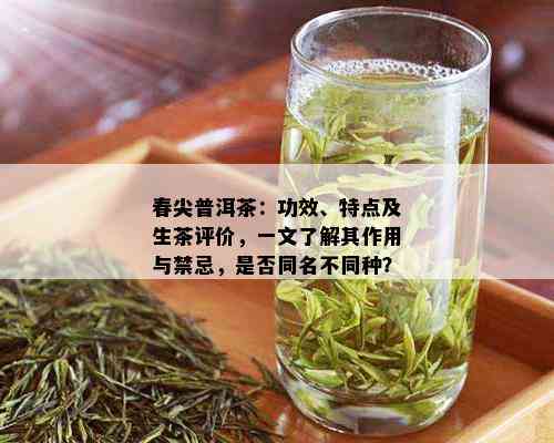 春尖普洱茶：功效、特点及生茶评价，一文了解其作用与禁忌，是否同名不同种？