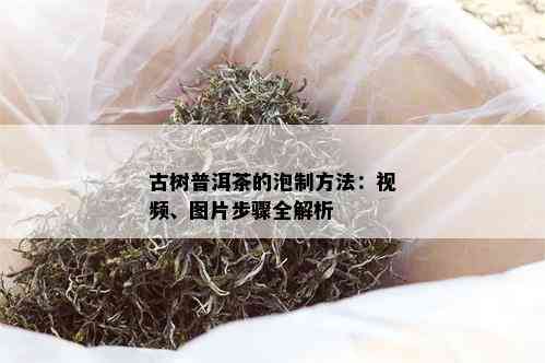 古树普洱茶的泡制方法：视频、图片步骤全解析