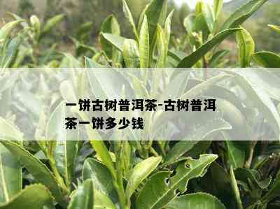 一饼古树普洱茶-古树普洱茶一饼多少钱