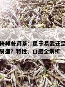 倚邦普洱茶：属于易武还是易盛？特性、口感全解析