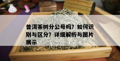 普洱茶树分公母吗？如何识别与区分？详细解析与图片展示