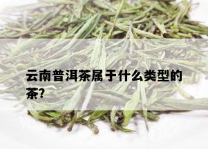 云南普洱茶属于什么类型的茶？