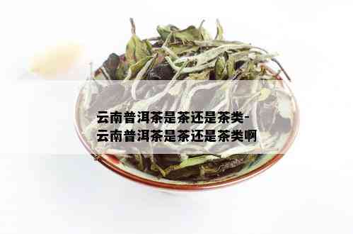 云南普洱茶是茶还是茶类-云南普洱茶是茶还是茶类啊