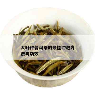 大叶种普洱茶的更佳冲泡方法与功效