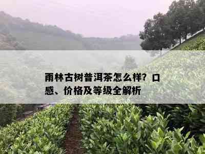 雨林古树普洱茶怎么样？口感、价格及等级全解析