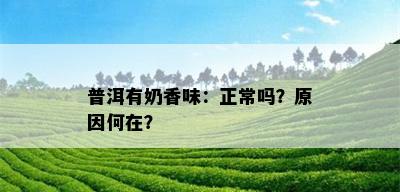 普洱有奶香味：正常吗？原因何在？