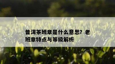 普洱茶班章是什么意思？老班章特点与等级解析