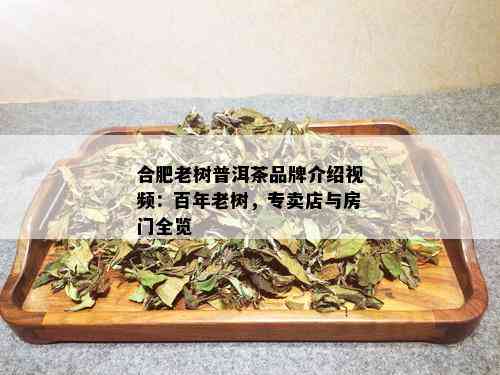 合肥老树普洱茶品牌介绍视频：百年老树，专卖店与房门全览