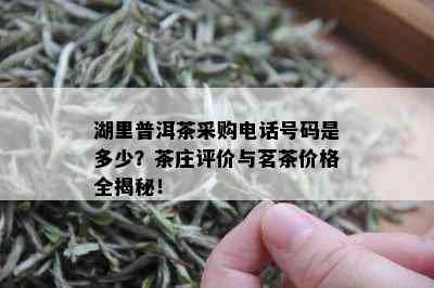 湖里普洱茶采购电话号码是多少？茶庄评价与茗茶价格全揭秘！