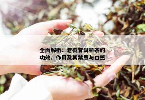 全面解析：老树普洱熟茶的功效、作用及其禁忌与口感